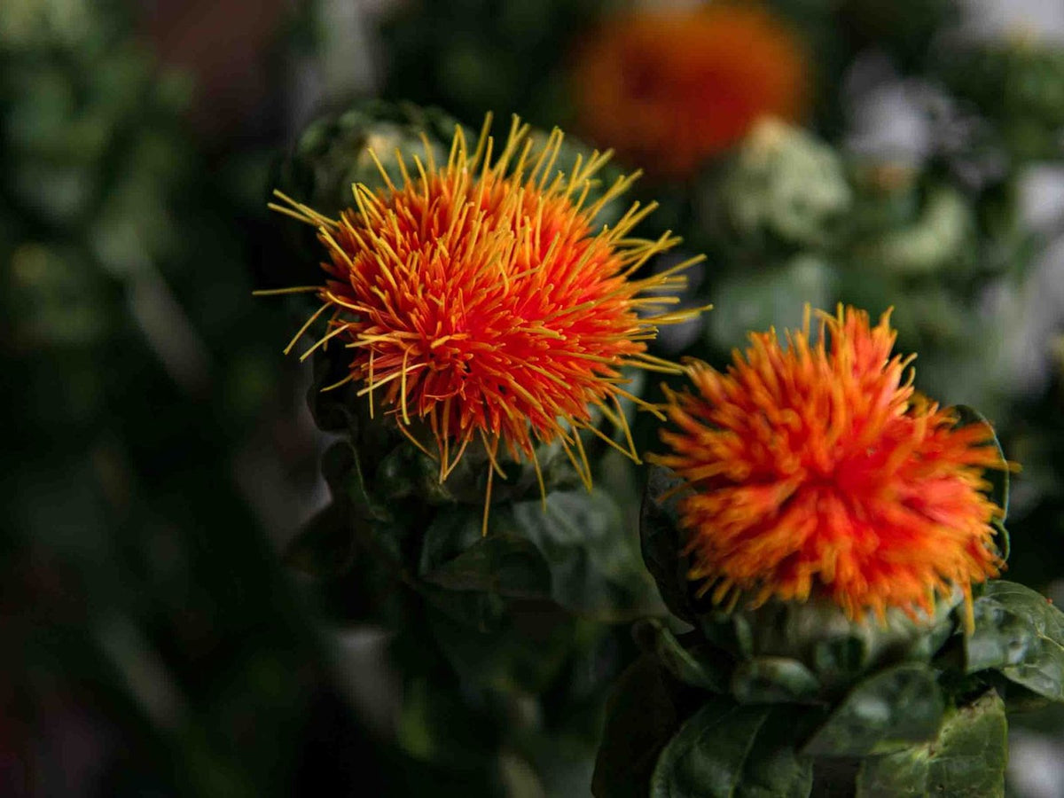 Orange safflower blossoms against dark foliage